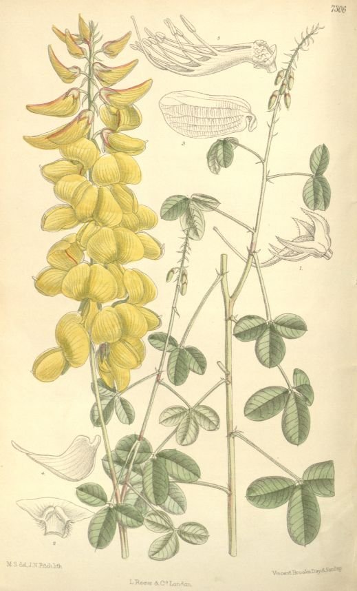 chipilin2