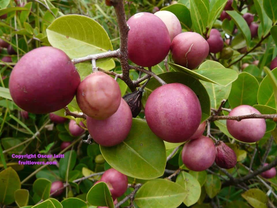 cocoplum