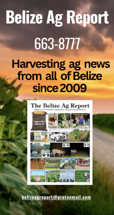 belize ag report