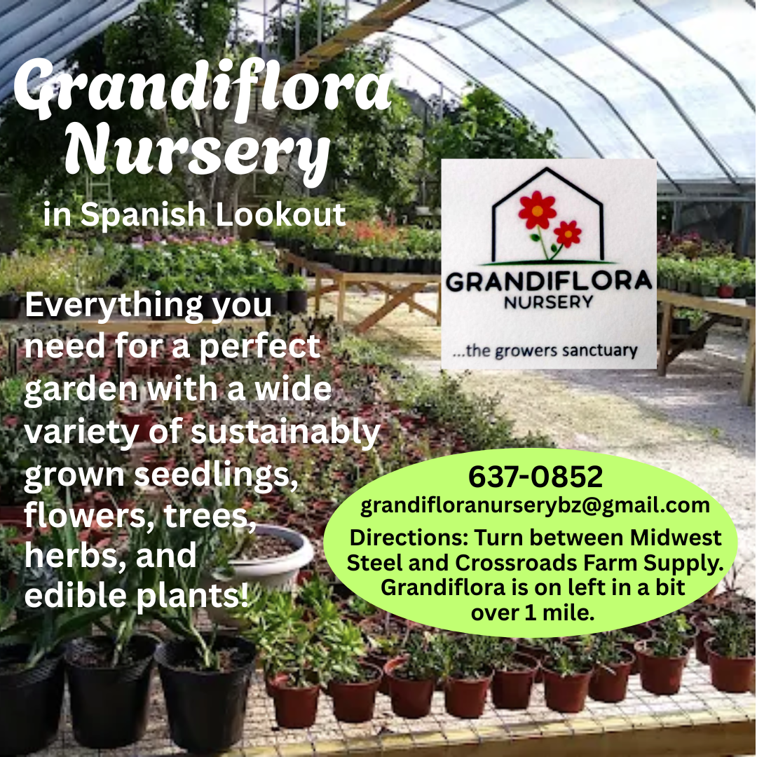 grandiflora