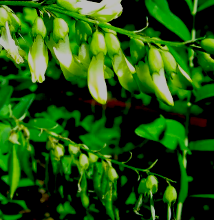 astragalus