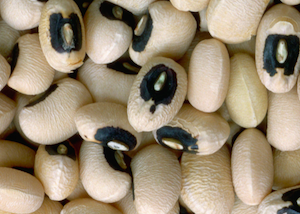 black eyed
              peas