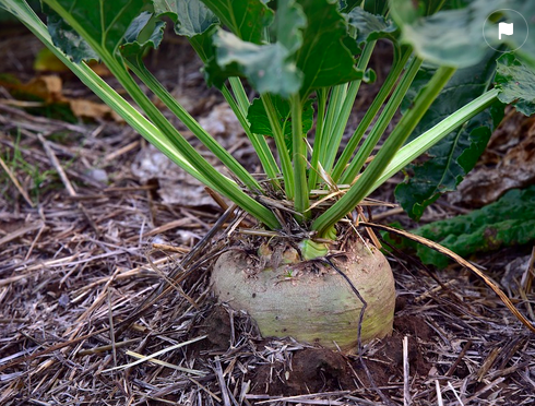 beet