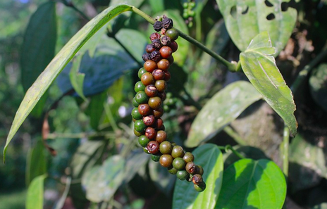 black
                pepper