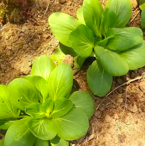 bok choy