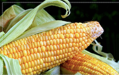 cream corn