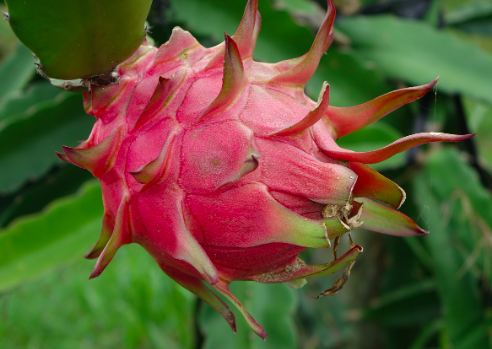 dragon fruit