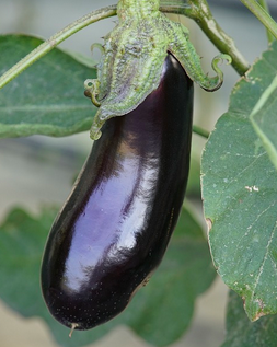 eggplant