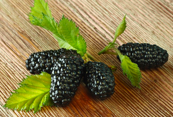 mulberries