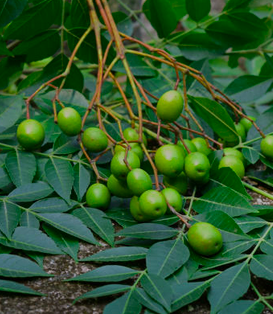 leaves.fruit.neem