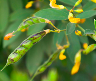 pigeon peas