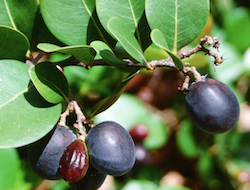 plums