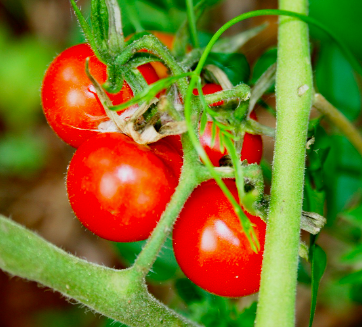 tomatoes